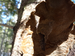 Phellinus chrysoloma