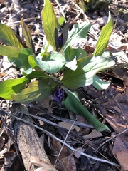 Mertensia virginica