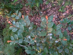 Syzygium elliptifolium