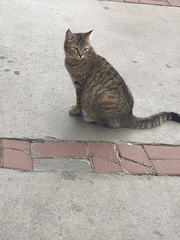 Felis catus