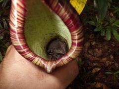 Nepenthes hemsleyana