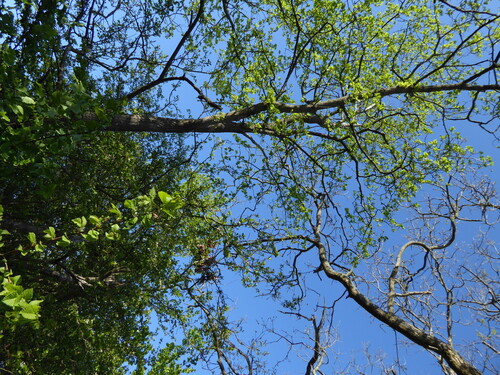 Wych elm