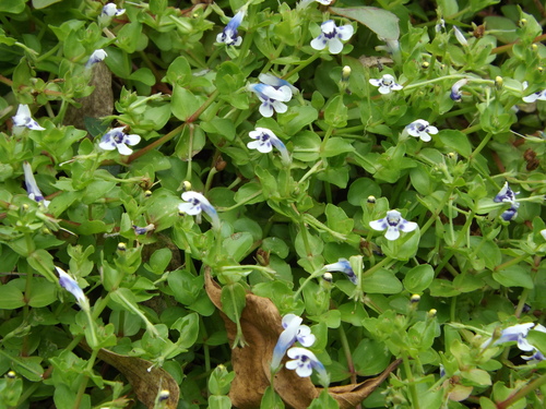 Lindernia rotundifolia