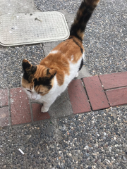 Felis catus