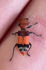 Enoclerus ichneumoneus