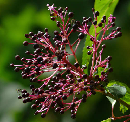 shrubby fuchsia