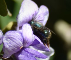 Osmia ribifloris ribifloris