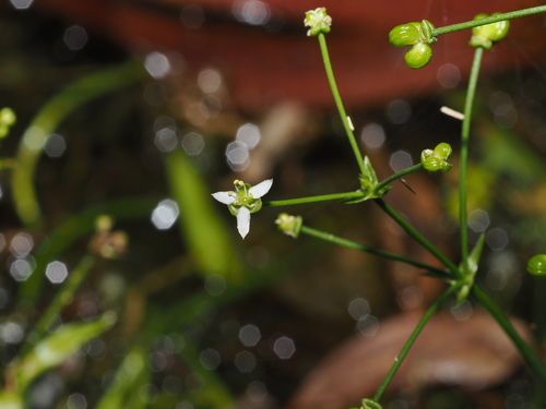 Albidella oligococca (Albidella oligococca)