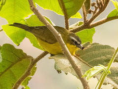 Thlypopsis superciliaris
