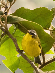 Thlypopsis superciliaris