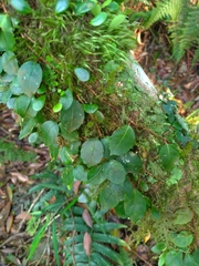 Hydrangea integrifolia
