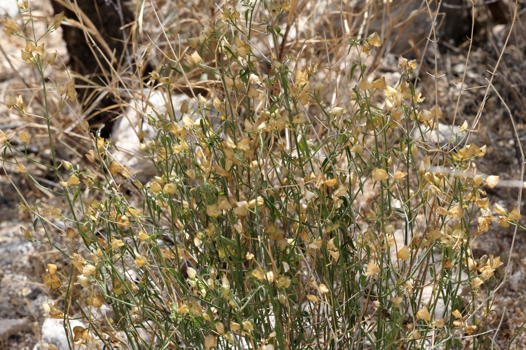 Dicliptera resupinata; photograph (c) Isaac Ethington, some rights reserved (CC BY)