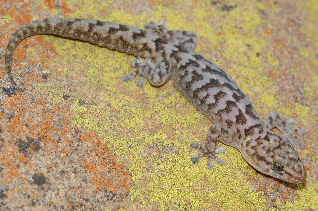 Hall's Flat Gecko