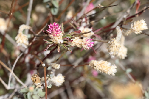 Gomphrena sonorae, photograph 4