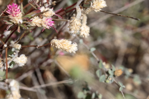 Gomphrena sonorae, photograph 5
