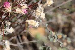 Gomphrena sonorae, photograph (c) Isaac Ethington, some rights reserved (CC BY)