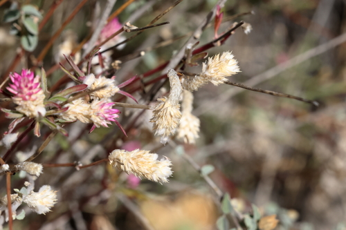 Gomphrena sonorae, photograph 6