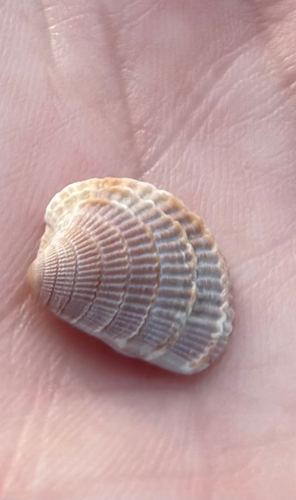 Chione elevata