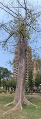 Ceiba pentandra