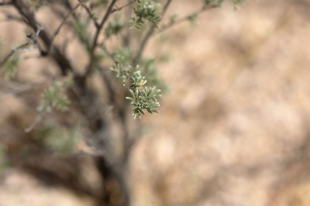Dalea pulchra; photograph (c) Isaac Ethington, some rights reserved (CC BY)
