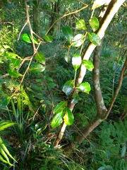 Theaceae