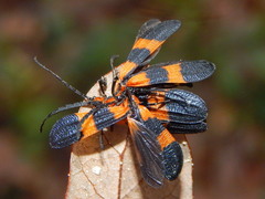 Calopteron discrepans