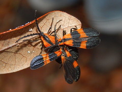 Calopteron discrepans
