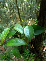Hydrangea integrifolia