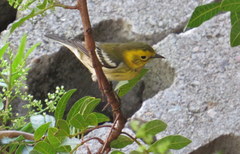Setophaga townsendi × occidentalis