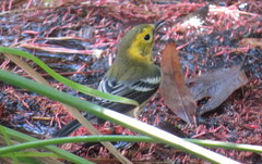 Setophaga townsendi × occidentalis