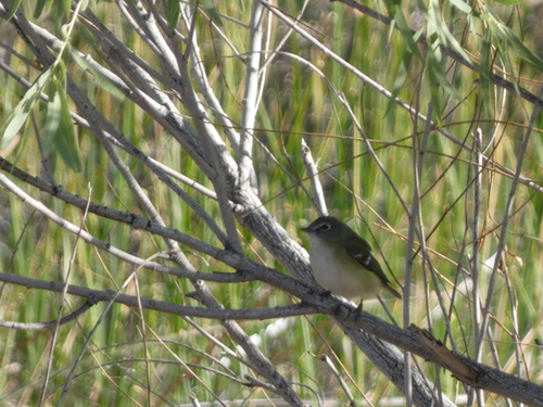 Cassin's Vireo (Vireo cassinii), photo 4
