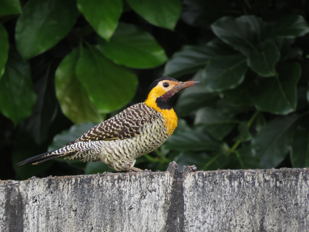 Campo Flicker (Campo)