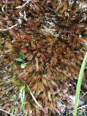 Orthothecium rufescens