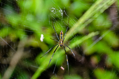 Trichonephila clavata