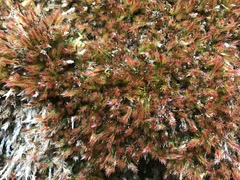 Orthothecium rufescens