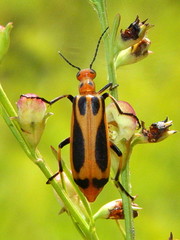 Pyrota sinuata
