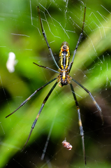 Trichonephila clavata