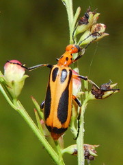 Pyrota sinuata