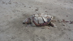 Caretta caretta