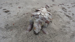 Caretta caretta