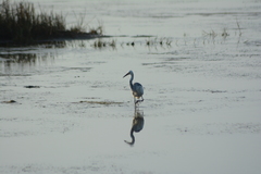 Egretta thula × tricolor
