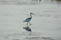 Egretta thula × tricolor