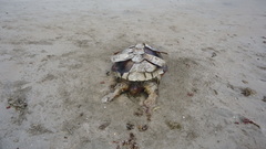 Caretta caretta