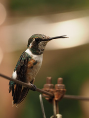 Chaetocercus mulsant