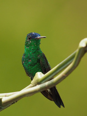 Saucerottia cyanifrons