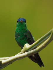 Saucerottia cyanifrons