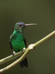 Saucerottia cyanifrons