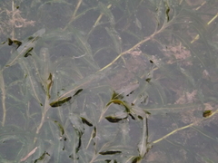 Potamogeton malaianus