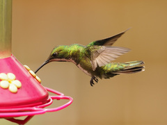 Anthracothorax nigricollis