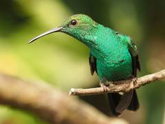 Chalybura buffonii